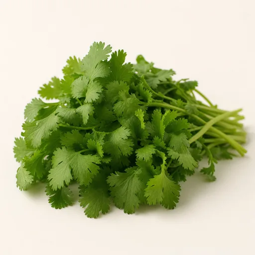 Cilantro